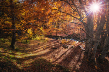 How to Get Started Series: Fall Camping