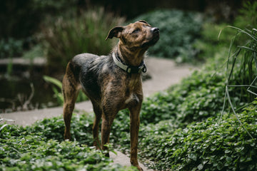 10 Outdoorsy Products for Your Dog