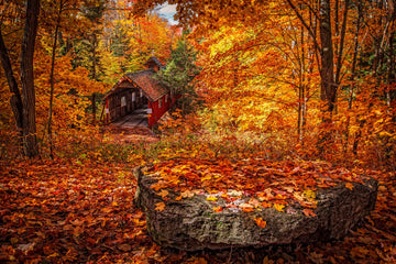 Fall Foliage In The Northeast