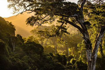 Make an Impact This Earth Day