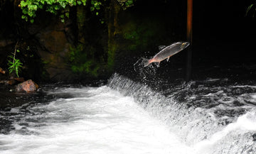 Fall Salmon and Steelhead Fishing in the Great Lakes Tributaries