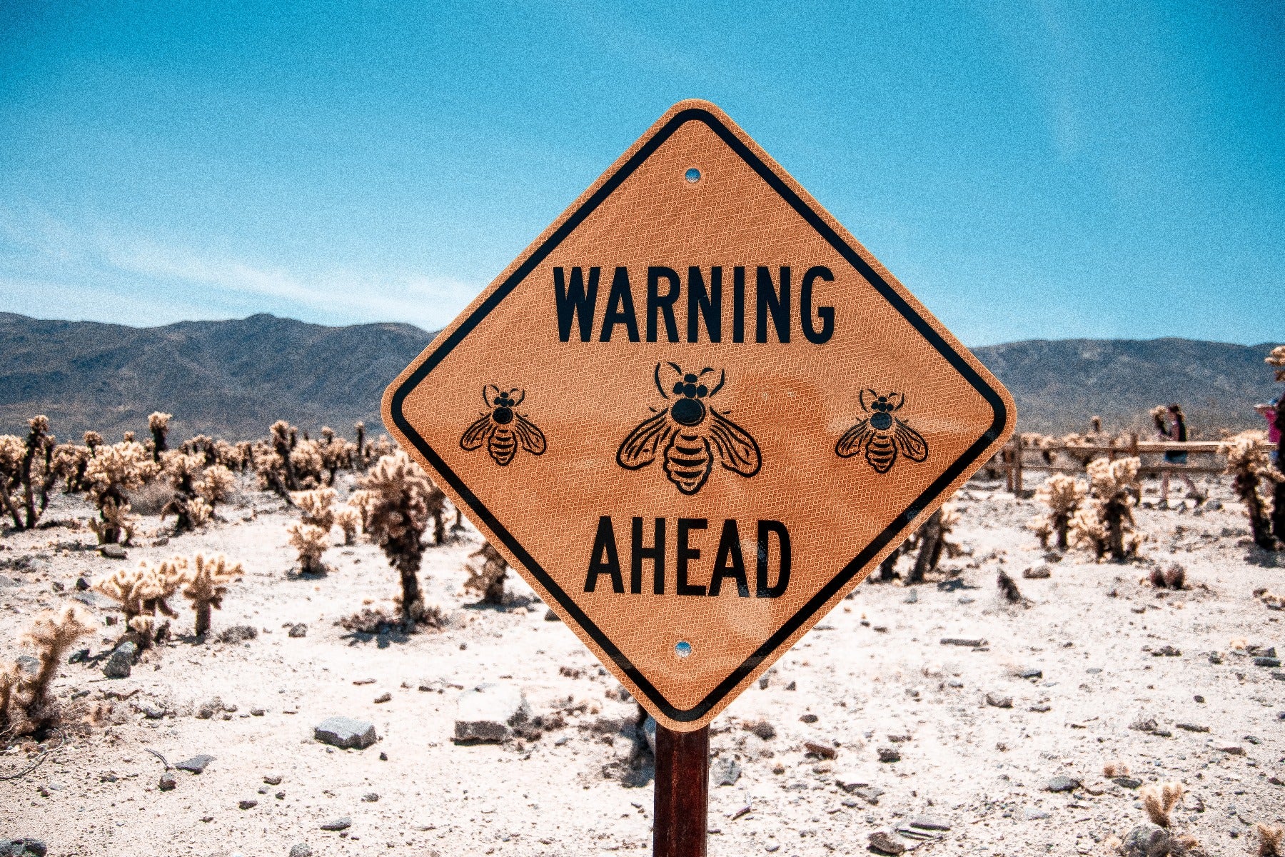 Summer Bug Safety Tips