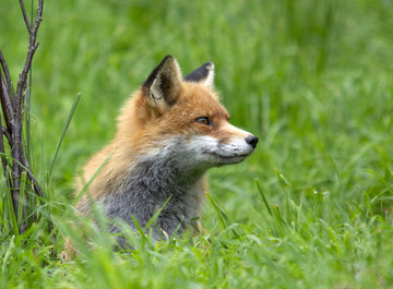 World Animal Day: 20 Animals Native to New Jersey