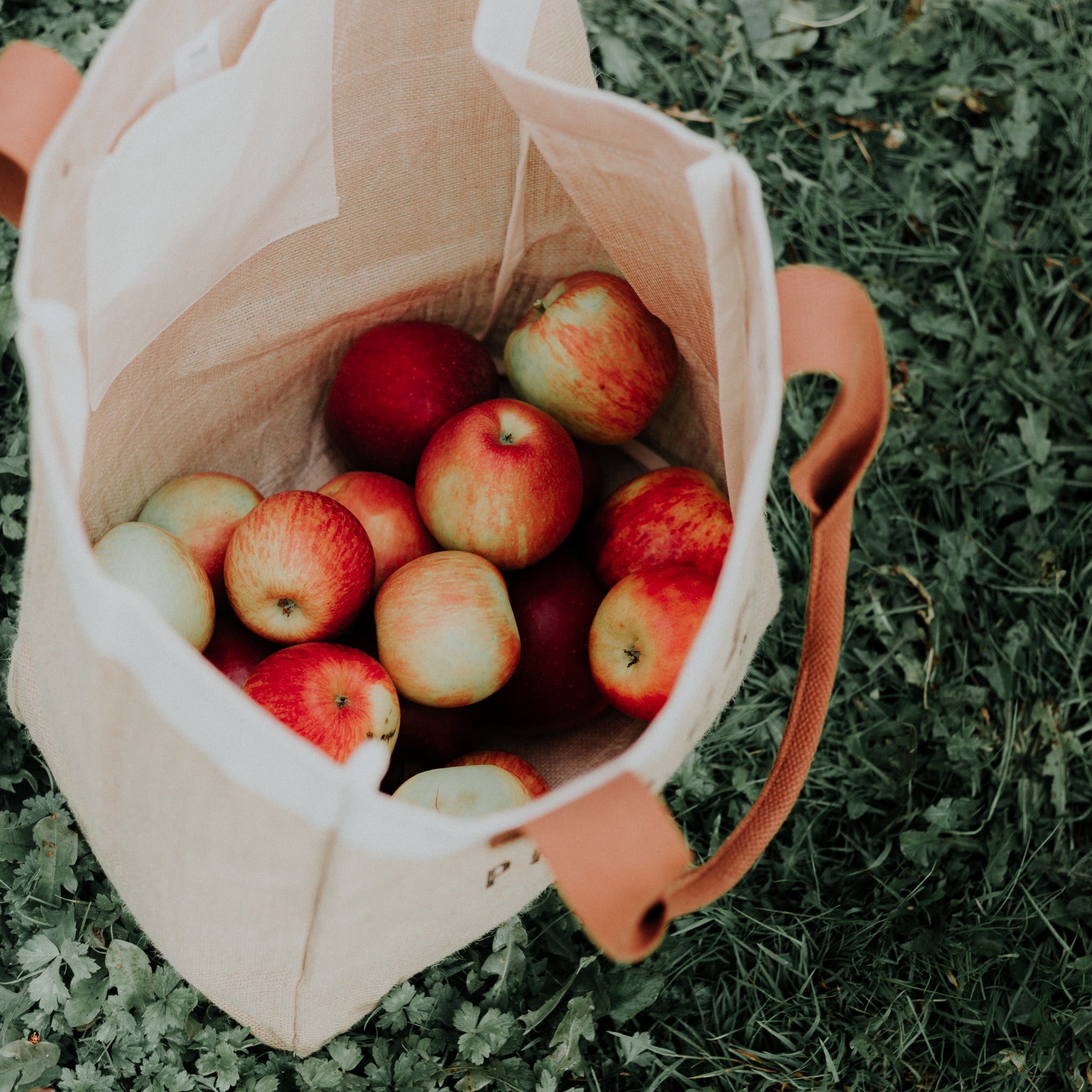 Fall Apple Picking in the Northeast