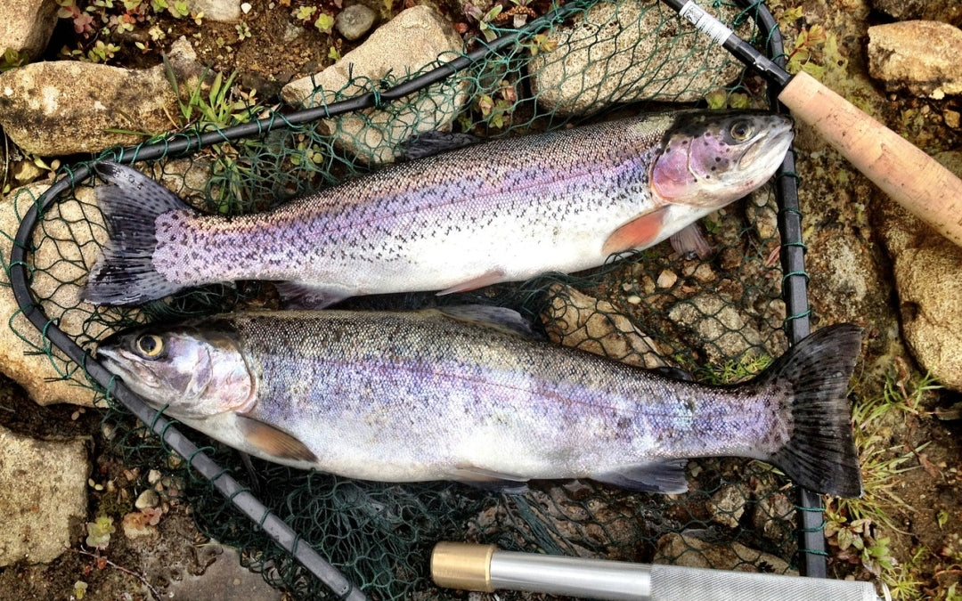 Fall Trout Fishing