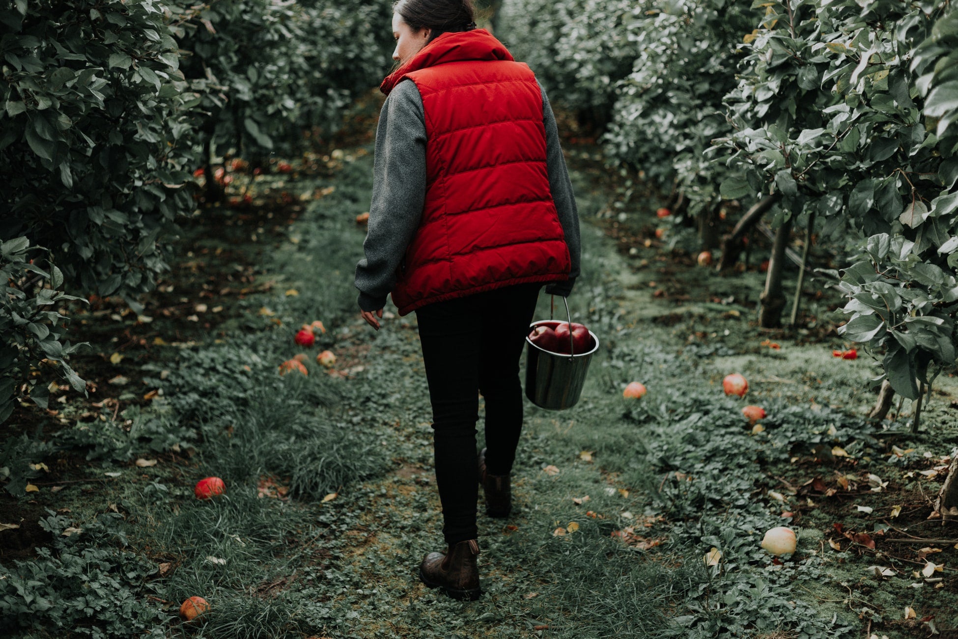 Fall Apple Picking in the Northeast