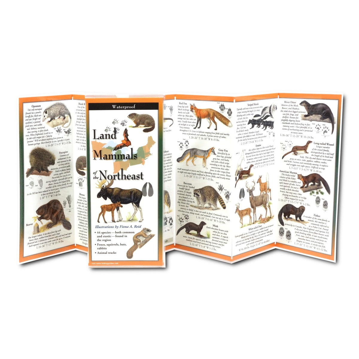 Land Mammals of the Northeast Folding Guide